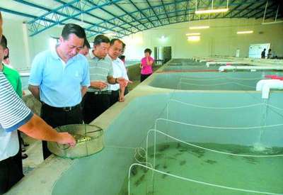 科技賦能，綠色養殖 探秘汕頭首座水循環“魚工廠”
