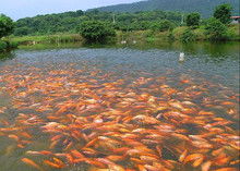 魚苗水產圖片在現代化水產養殖中的關鍵作用與科學應用
